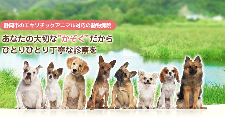 【静岡市のエキゾチックアニマル対応の動物病院】あなたの大切な”かぞく”だからひとりひとり丁寧な診察を