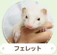 フェレット