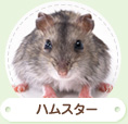 ハムスター