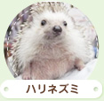 ハリネズミ
