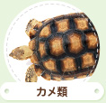 カメ類