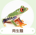 両生類